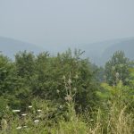 article image - wildfire